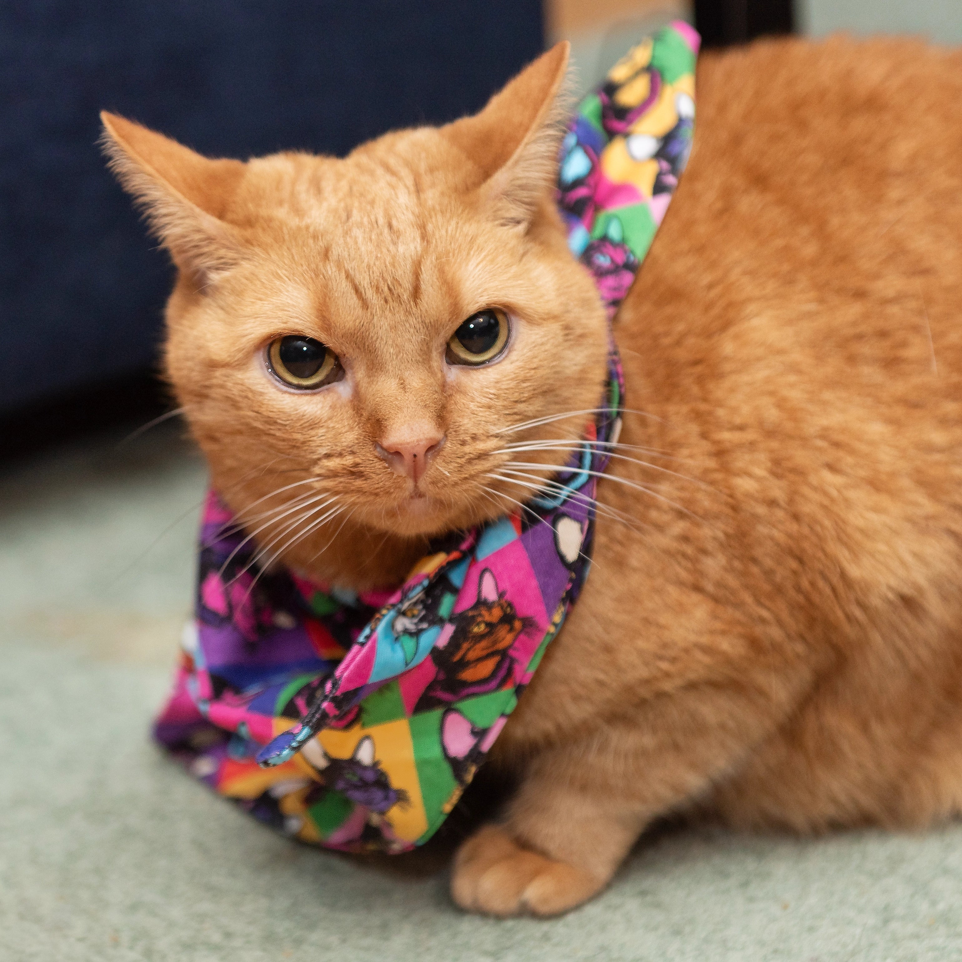 Pop Art Cats Pet Bandana