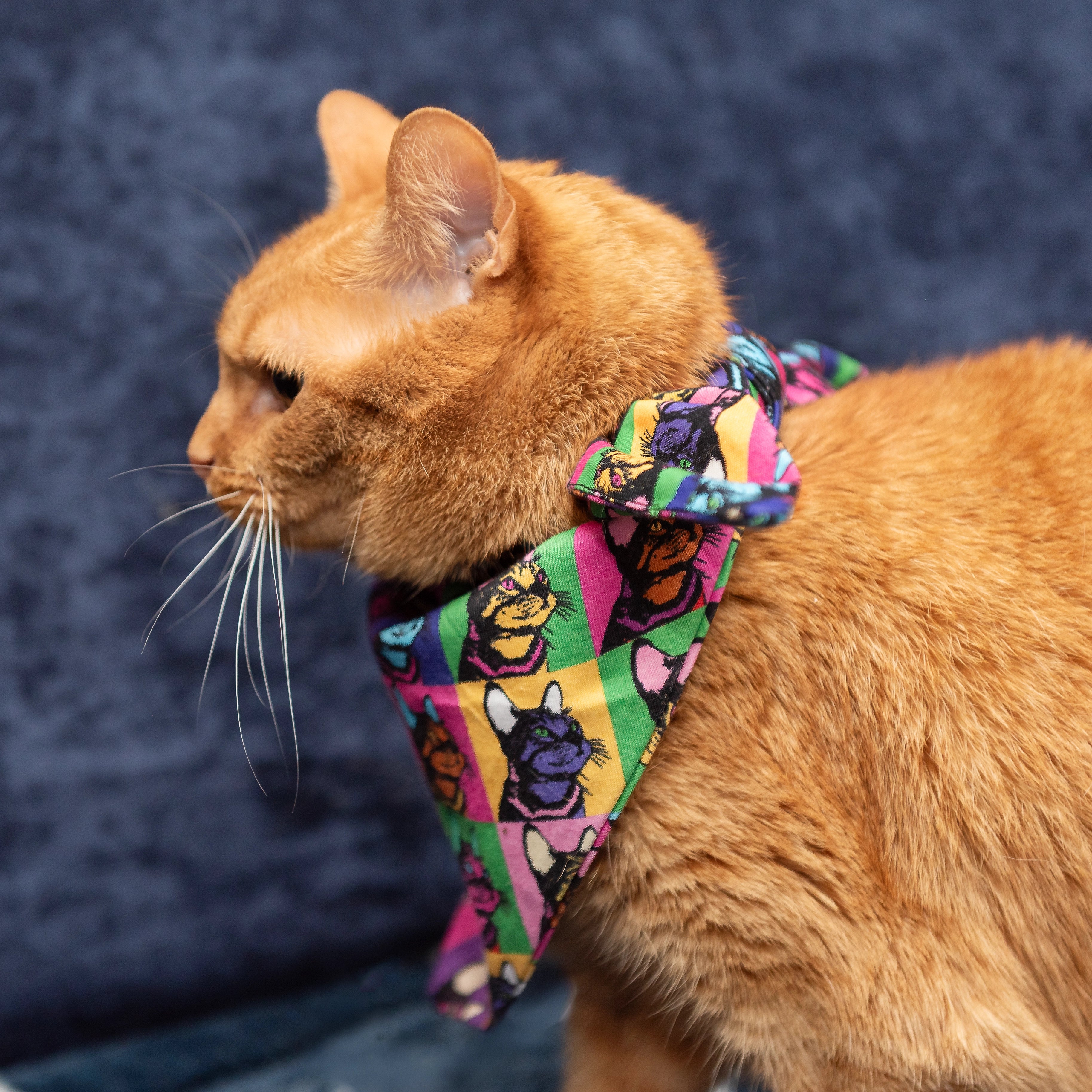 Pop Art Cats Pet Bandana