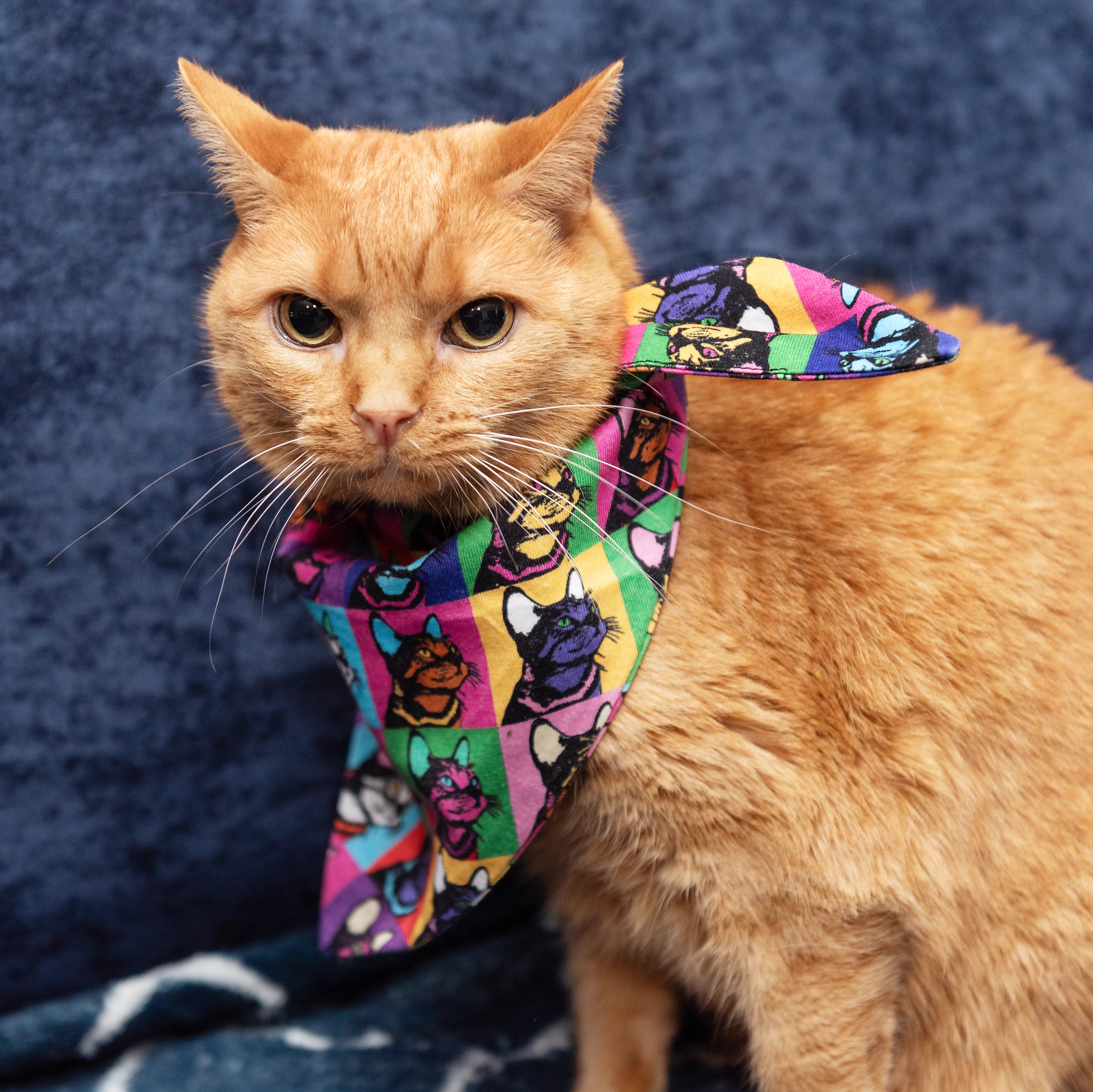 Pop Art Cats Pet Bandana