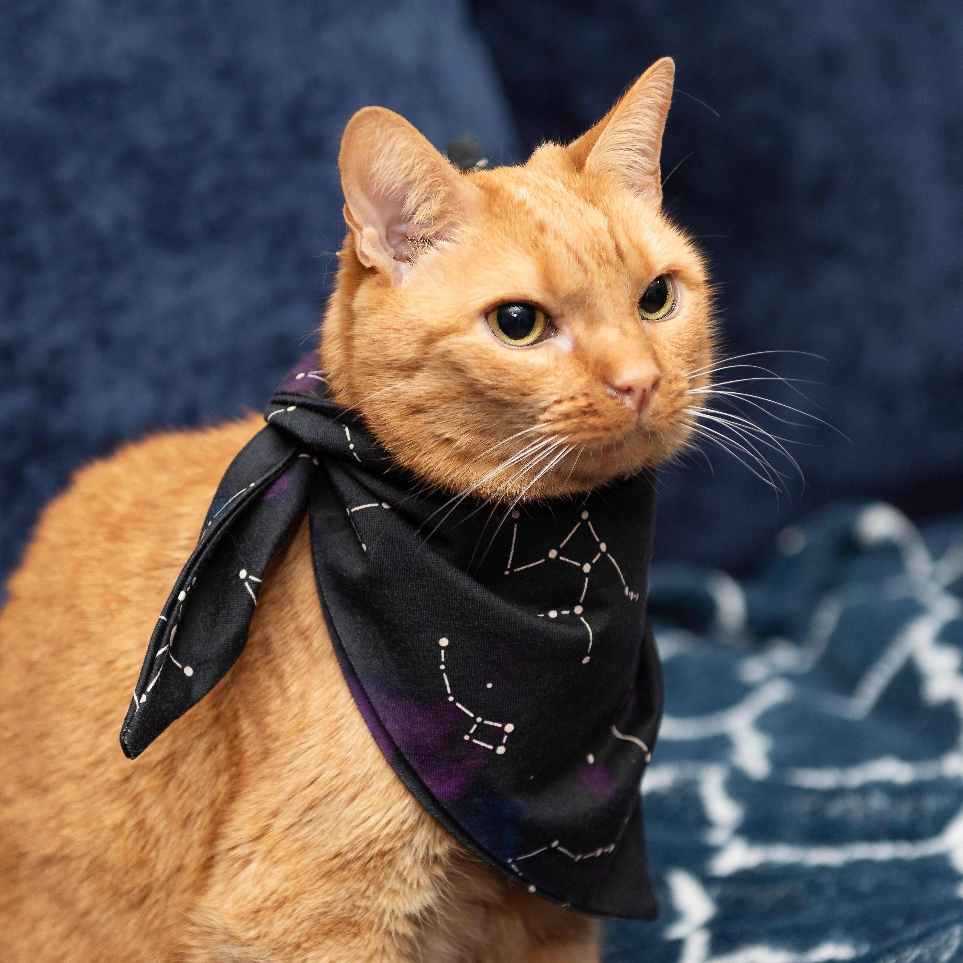 Stardust Symphony Glow-in-the-Dark Pet Bandana