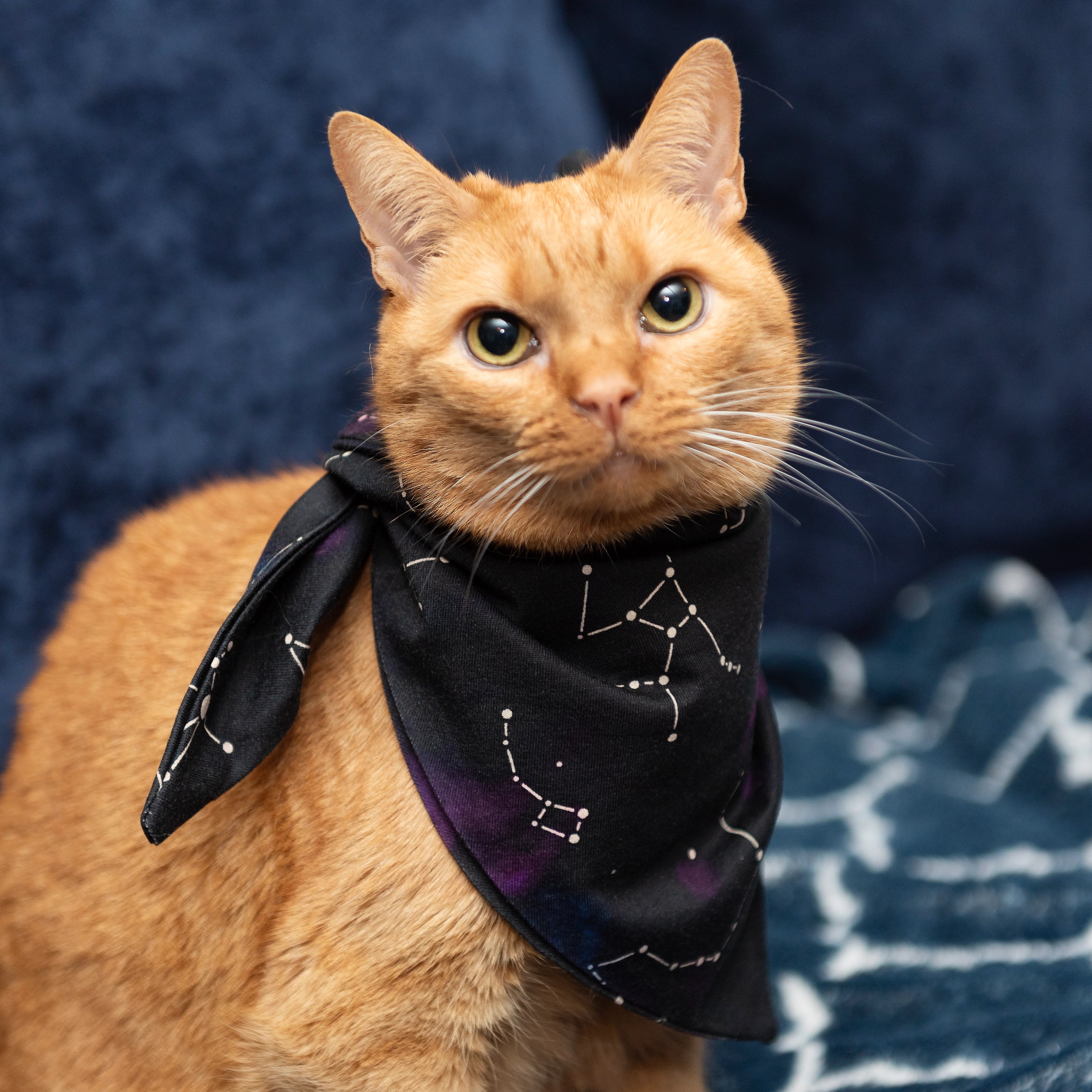 Stardust Symphony Glow-in-the-Dark Pet Bandana