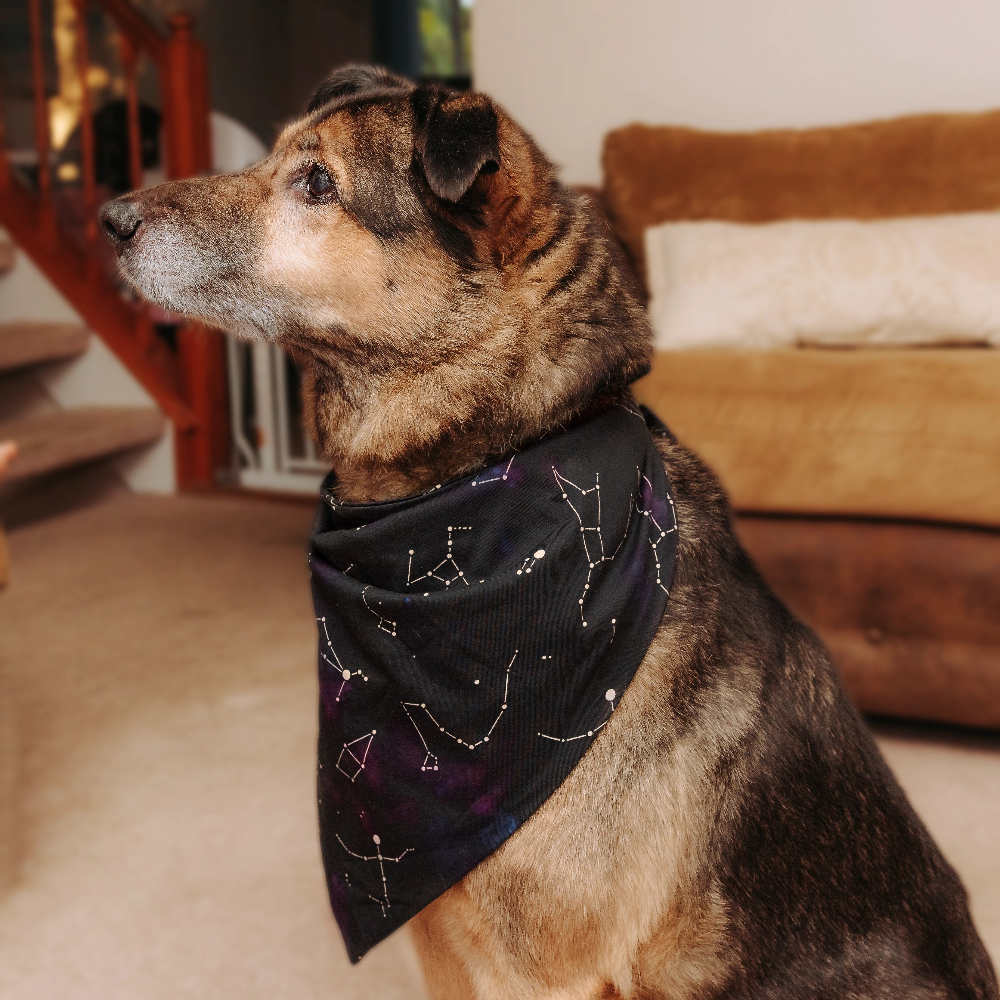 Stardust Symphony Glow-in-the-Dark Pet Bandana