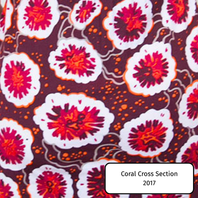 Coral Cross Section
