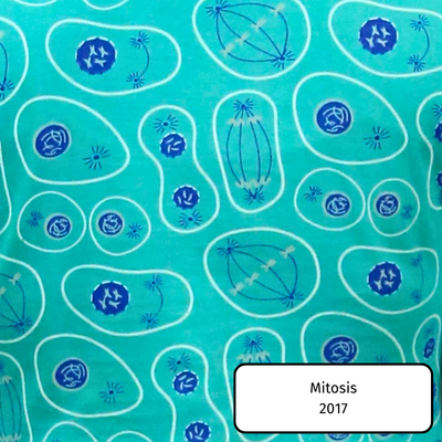 Mitosis