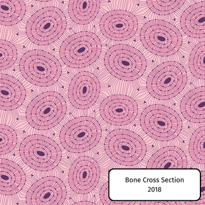 Bone Cross Section