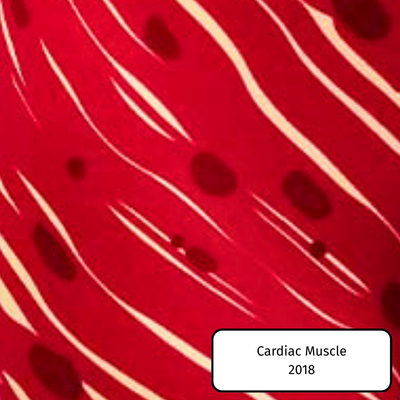 Cardiac Muscle