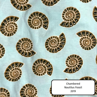 Chambered Nautilus Fossil