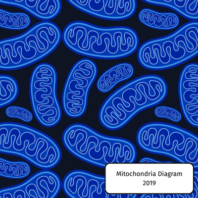 Mitochondria Diagram
