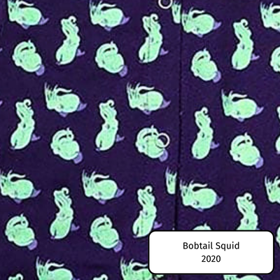 Bobtail Squid
