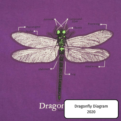 Dragonfly Diagram