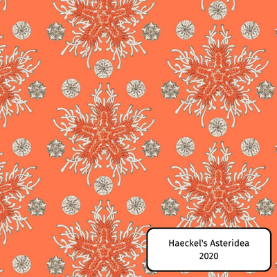 Haeckel's Asteridea