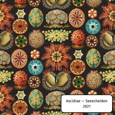 Ascidiae — Seescheiden