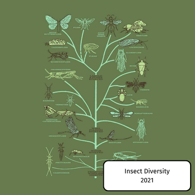 Insect Diversity