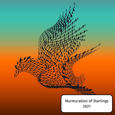 Murmuration of Starlings