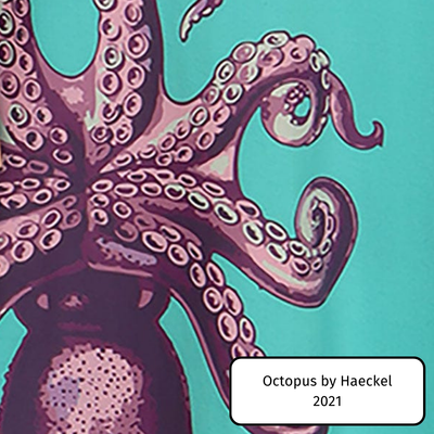 Octopus by Haeckel