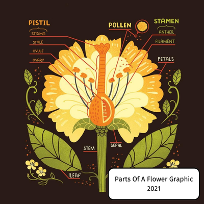 Parts Of A Flower Graphic
