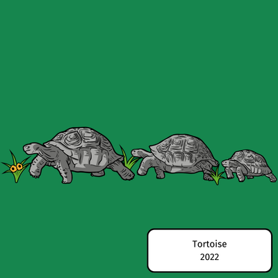 Tortoise