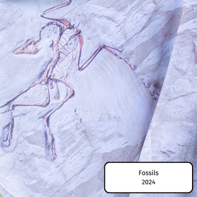 Fossils