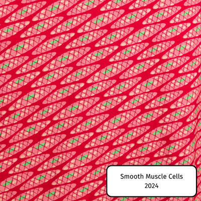 Smooth Muscle Cells