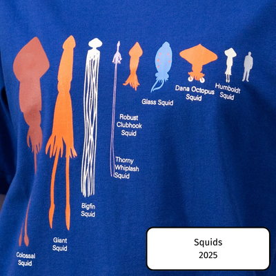 Squids