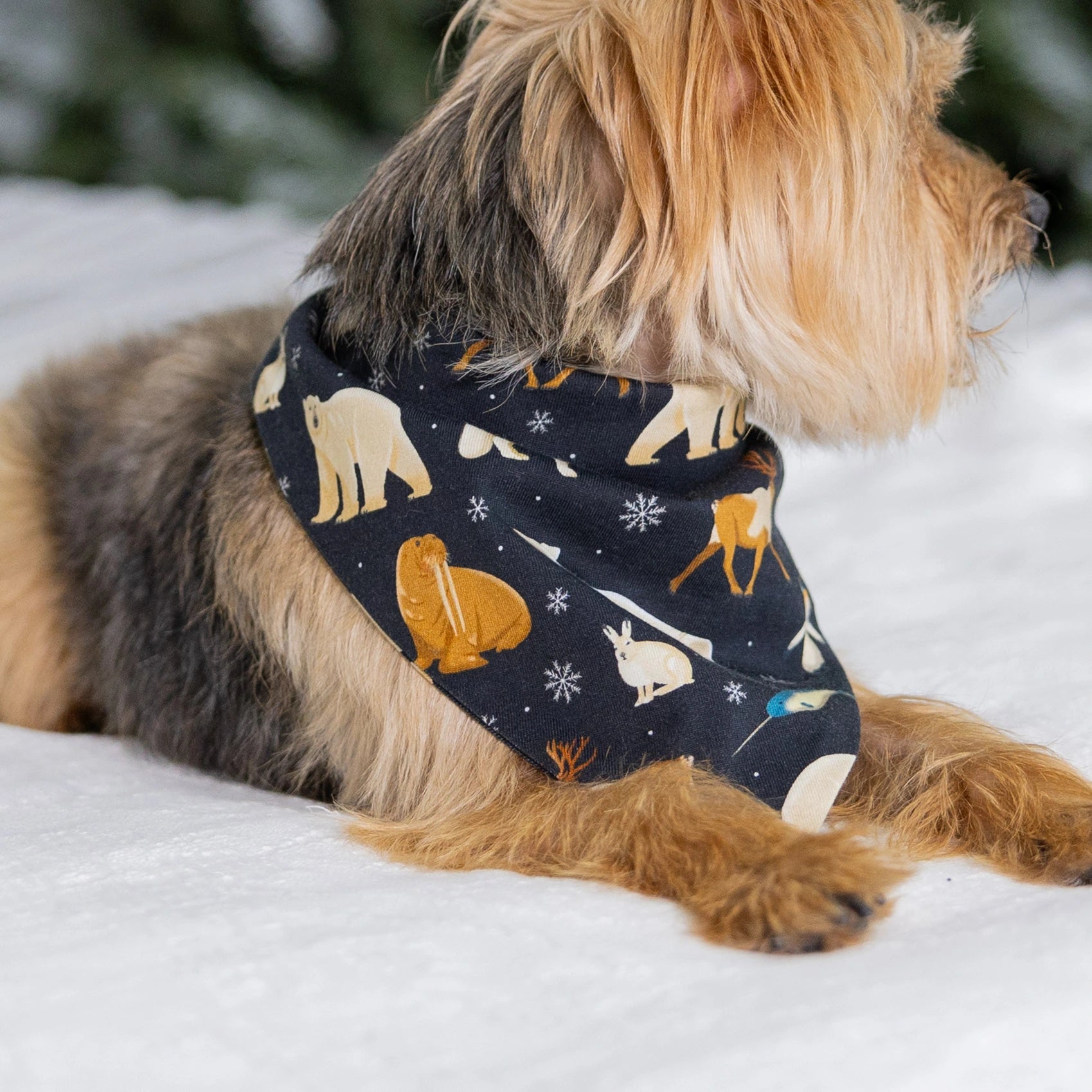 Arctic Animals Pet Bandana