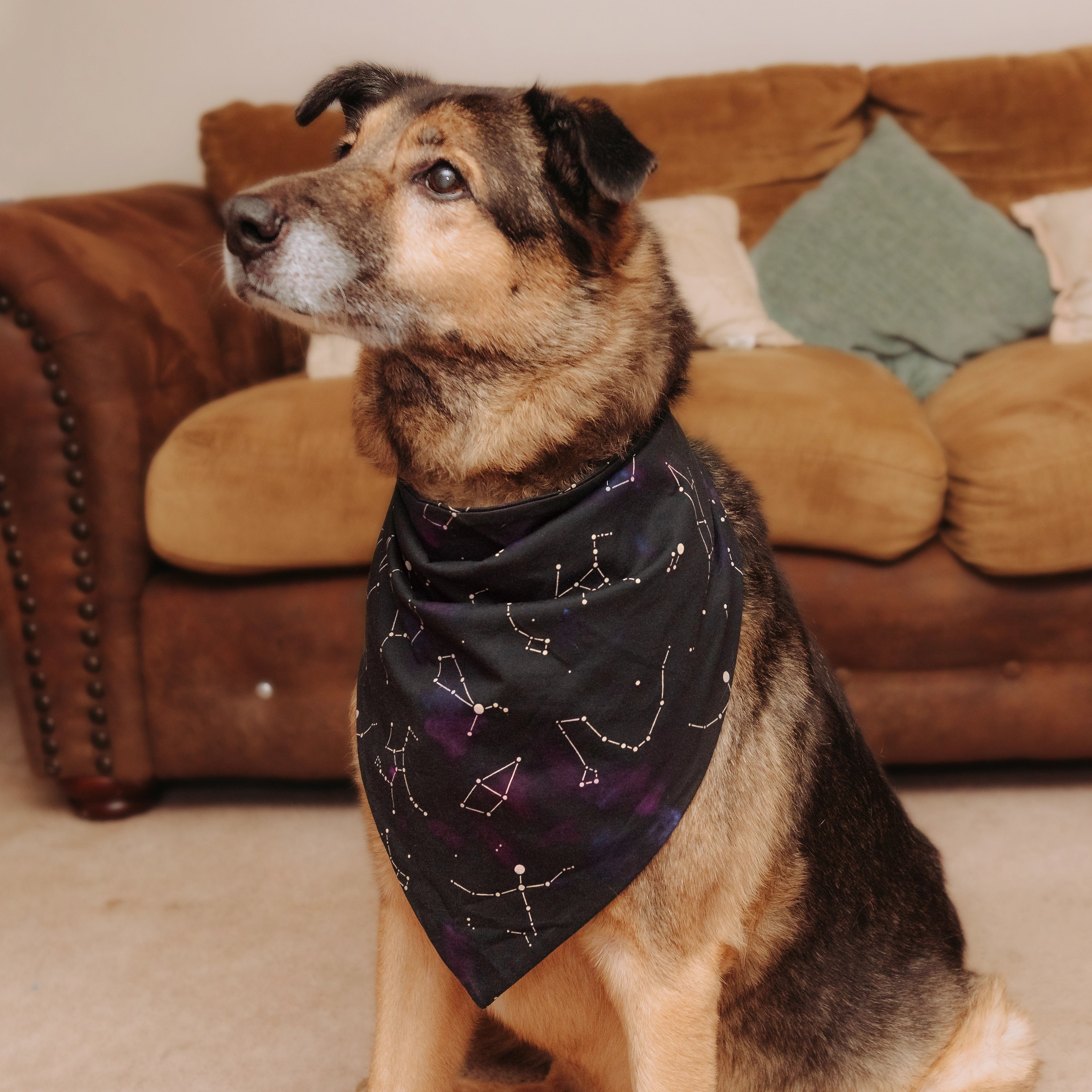 Stardust Symphony Glow-in-the-Dark Pet Bandana