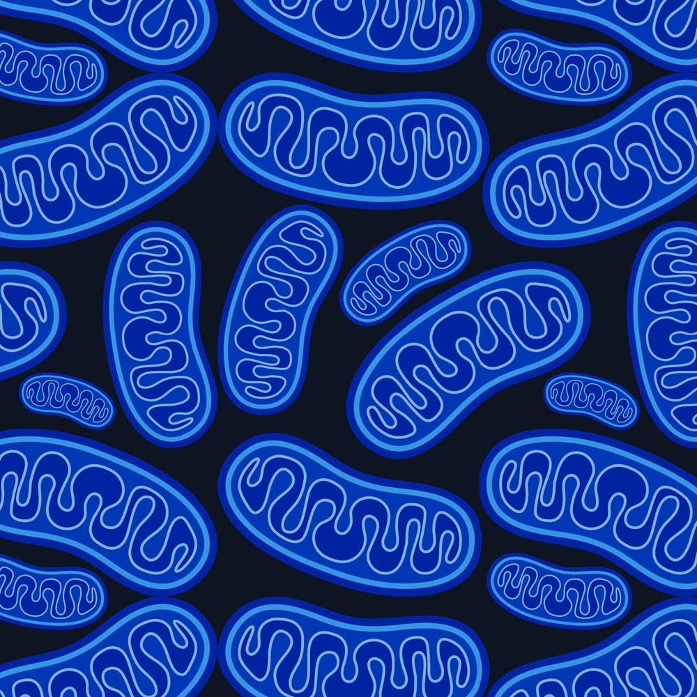 Mitochondria: How to Optimise Mitochondria and Energy Production